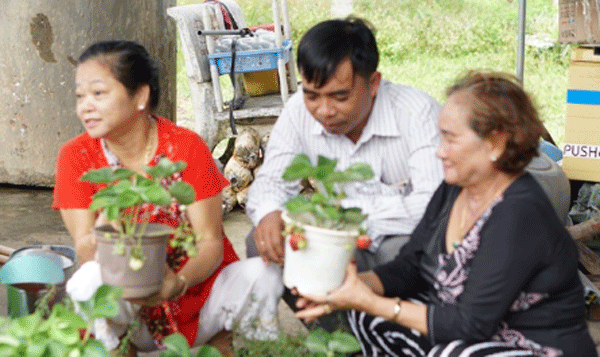 Người dân tới tham quan, học hỏi kinh nghiệm ở vườn dâu của bà Huỳnh Anh