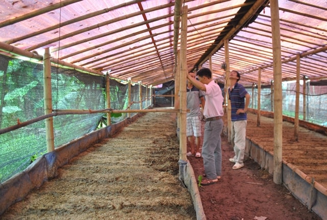 Nhiều khách hàng ở Hà Nội và các tỉnh lân cận tìm đến trại giun của Trường để mua con giống và học hỏi kinh nghiệm.