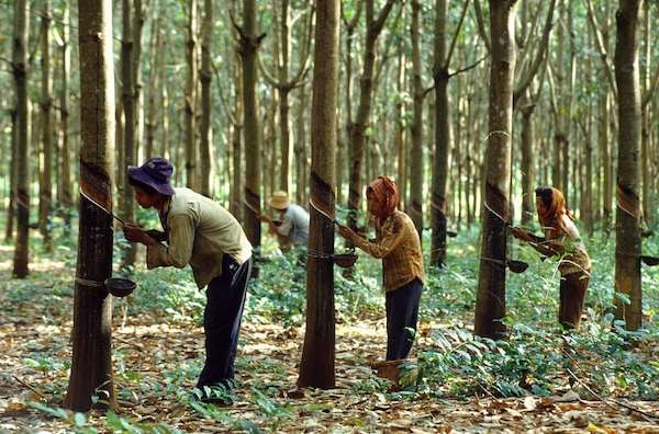 Dự án cao su là một trong những dự án chiếm tỷ lệ cao nhất của dòng vốn Việt Nam sang Lào.