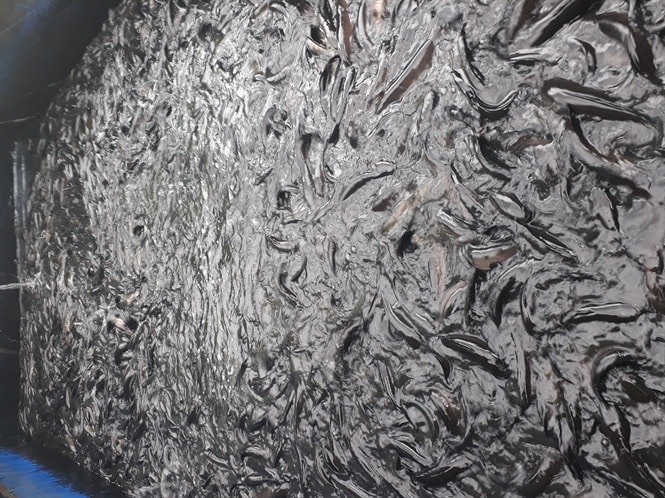 Trung bình cứ 15m2 diện tích của anh Nhựt đạt gần 3 tấn cá thương phẩm