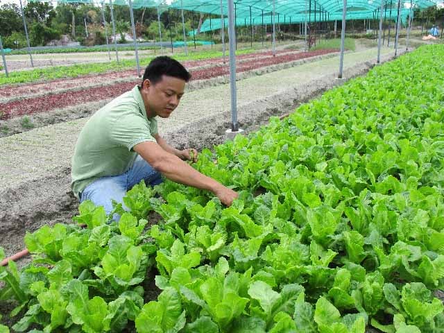 Mô hình trồng rau sạch theo tiêu chuẩn VietGAP của anh Hồ Sơn Ca, cho thu nhập 30 triệu đồng/tháng. Ảnh: Trần Hậu