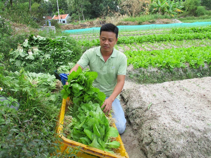 Mỗi ngày, anh Ca cung cấp ra thị trường khoảng 100kg rau củ các loại. Ảnh: Trần Hậu