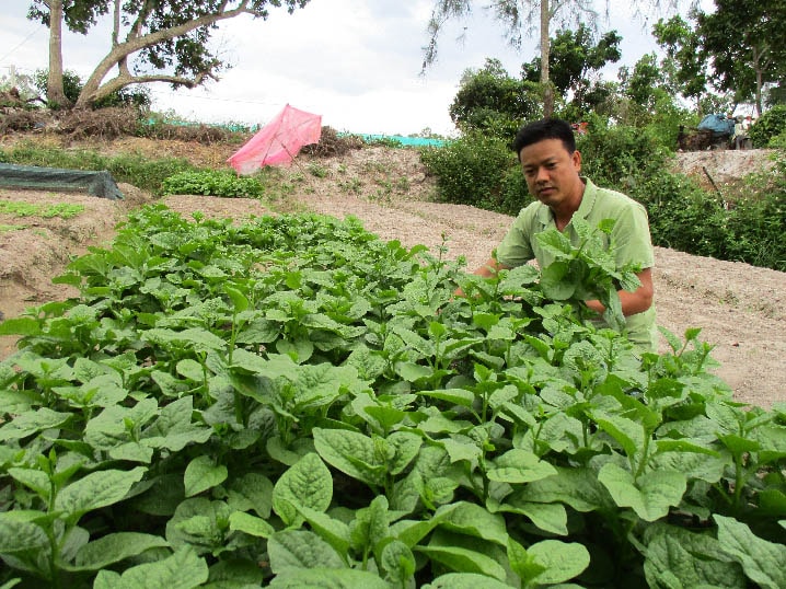 Vườn rau của anh Ca chỉ dùng phân vi sinh, phân chuồng ủ hoai nên chất lượng rau rất tốt, được khách hàng ưa chuộng. Ảnh: Trần Hậu