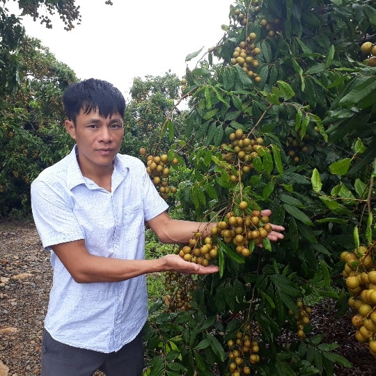 Nhãn nhà anh Kiên, quả to đều, da sáng, được nhiều khách hàng lựa chọn