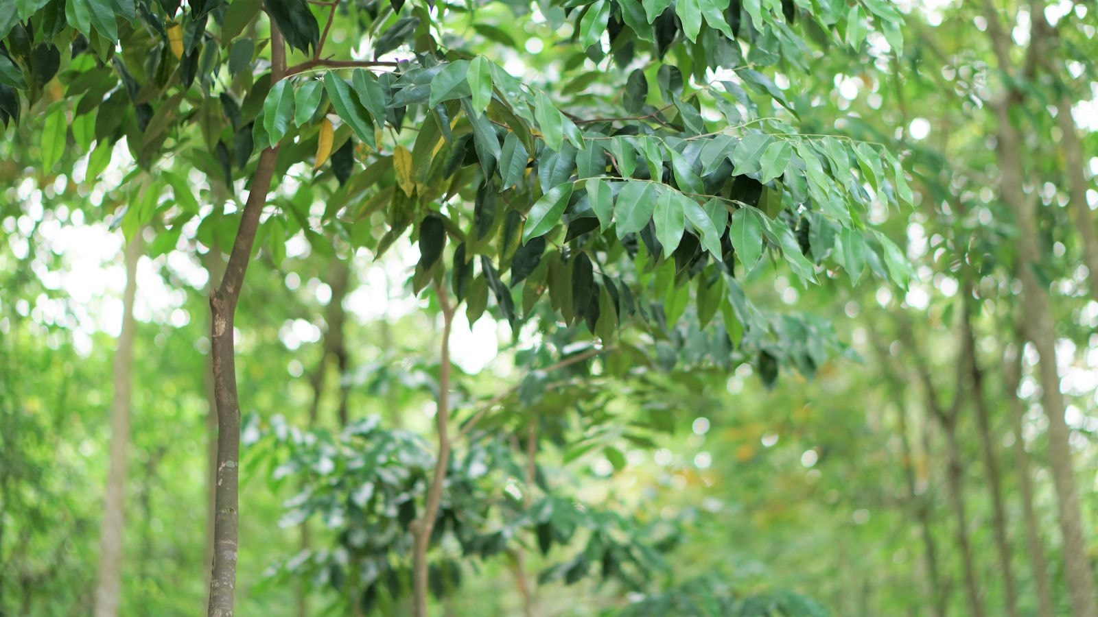 Cây dó bầu 2 năm tuổi được anh Quang trồng xen trong vườn cao su.
