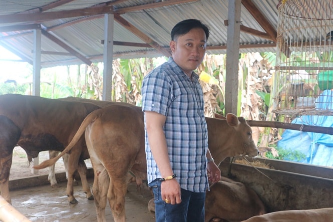 Anh Bùi Quốc Vững giới thiệu những con bò Charolais sắp sửa giao cho khách hàng