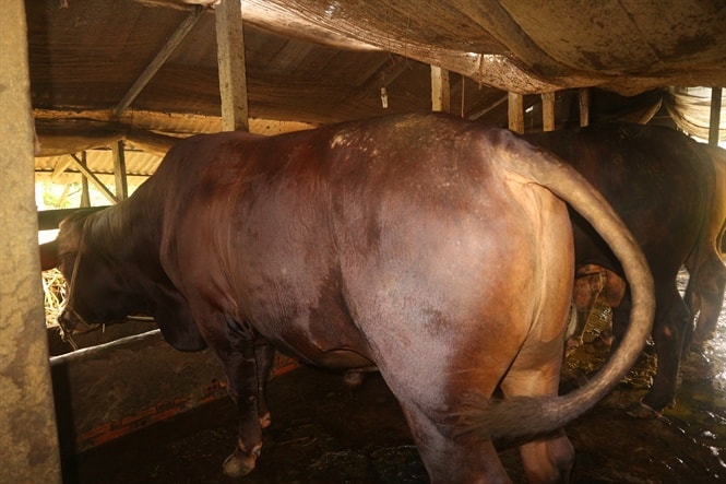 Bò Pháp Charolais nặng trên 500kg