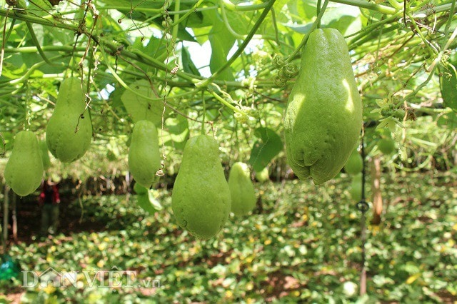 Những quả su su đã mang lại cho gia đình anh Được nguồn thu lớn. Ảnh: Văn Long.