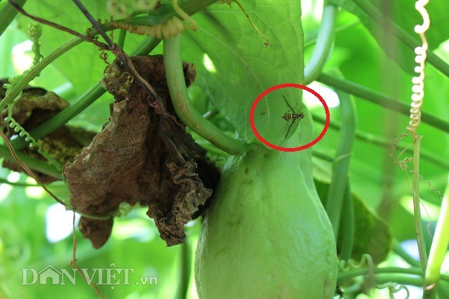 Những chú ruồi vàng khi chích vào quả su sẽ làm hỏng và xấu mã. Ảnh: Văn Long.