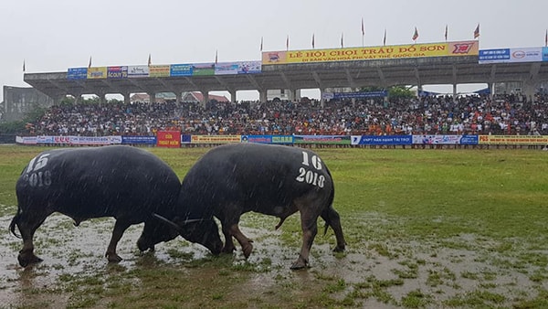 Dù đã xảy ra tại nạn làm 1 người tử vong mùa lễ hội năm ngoái. Thế nhưng chọi trâu Đồ Sơn vẫn thu hút người xem