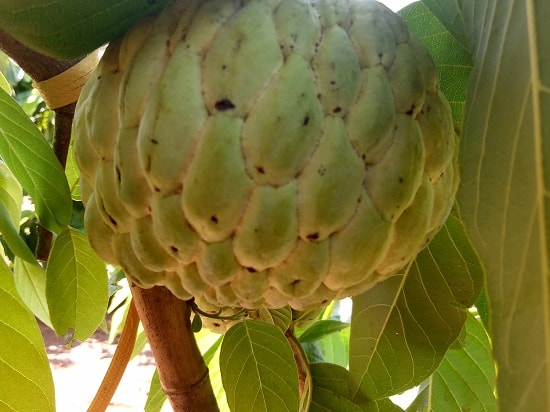 Những trái na Thái 