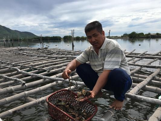 Anh Đen đang ấp ủ nhân rộng mô hình nuôi hàu trên dây để đáp ứng cho nhu cầu của thị trường