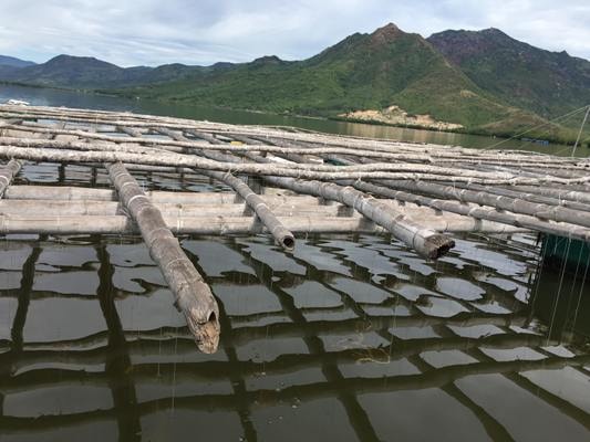 Dẫn chúng tôi thăm quan mô hình, hàu ở đây rất to, màu sắc đẹp và nhanh lớn. Ngoài nuôi hàu, anh còn làm bè tre nuôi một số loại cá chẽm, cá hồng,.. để tăng thêm nguồn thu nhập cho gia đình.