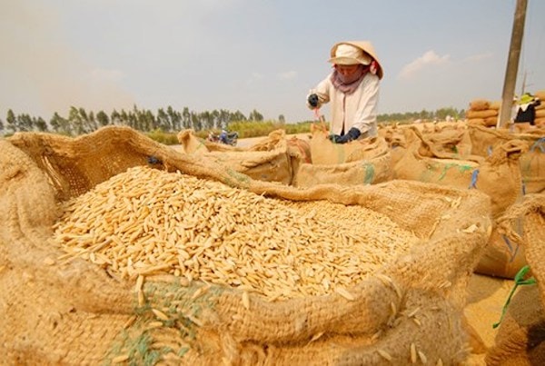 Theo đó, trong mỗi quý, Vinafood 2 sẽ cung cấp cho AIN 500 ngàn tấn gạo.