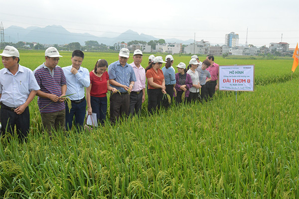 p/Mô hình lúa chất lượng cao tại phường Tân Hà - TP Tuyên Quang