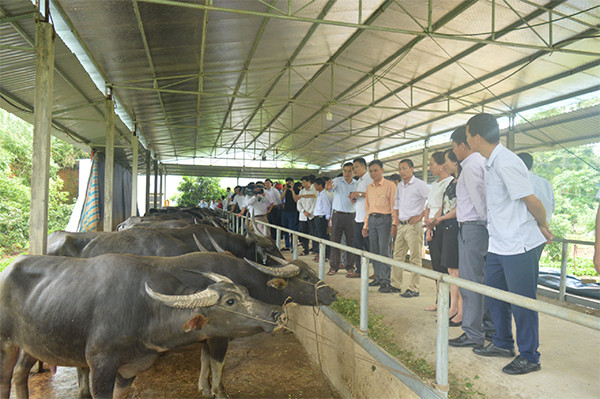 p/Mô hình liên kết chăn nuôi trâu, bò an toàn sinh học theo chuỗi giá trị của HTX Nông nghiệp công nghệ cao Tiến Thành Tuyên Quang