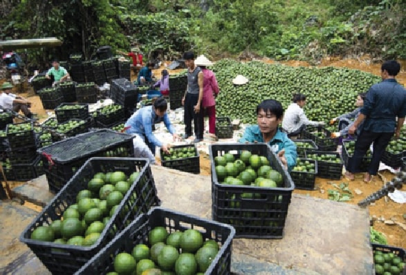 p/Từ khi xây dựng thương hiệu (năm 2007) cây cam ở Hàm Yên đã trở thành cây làm giàu của người dân nơi đây.p/