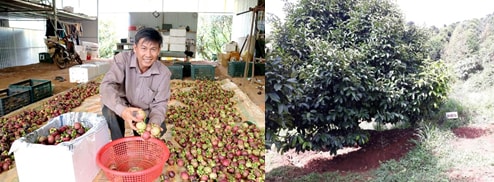Ông Trần Quang Đông - chủ Trang trại trái cây Gia Ân, ở xã Đắk Nia, thị xã Gia Nghĩa, tỉnh Đắk Nông.