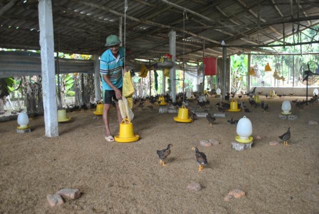 Dám nghĩ dám làm, ông Vũ Văn Mỹ đã trở thành triệu phú với mô hình chăn nuôi gà thả vườn ở vùng cao heo hút.