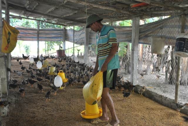 Mỗi lứa gà thịt nuôi trong vòng 4 tháng thì ông Mỹ có thể xuất chuồng. Lứa gà trong ảnh đã được ông Mỹ nuôi được 34 ngày.