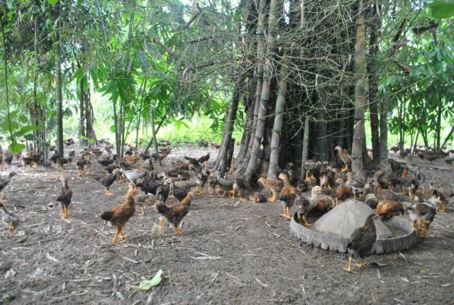 Gà thả vườn ở địa hình đất vườn đồi cho chất lượng thịt chắc, phù hợp với thói quen ẩm thực của người miền Bắc.