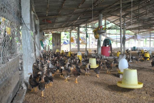 Chuồng trại nuôi gà thả vườn cần cao ráo, thoáng mát, đủ ánh sáng.