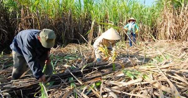 Ngành mía đường được nhận định đang bước vào giai đoạn khó khăn nhất trong 15 năm trở lại đây