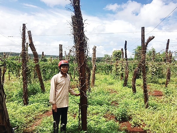 p/Ông Đặng Thanh Long, thôn Thủy Phú, xã Ia Blứ, Chư Pứh buồn rầu bên hàng ngàn trụ tiêu chết trắng