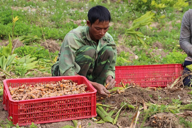 Một người dân đang thu hoạch nghệ trong vùng trồng liên kết với Biophap.