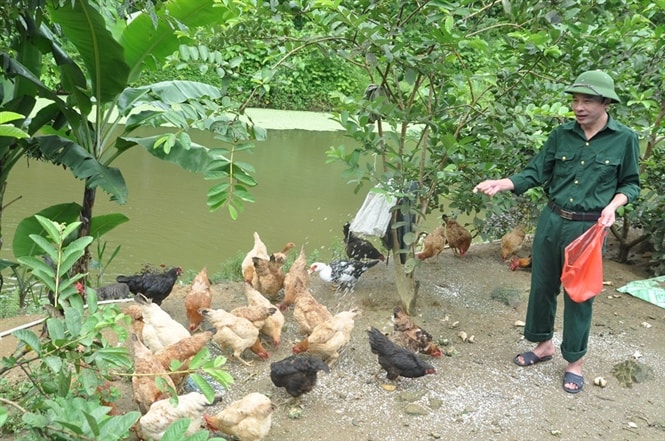 Ông Bồng chăm sóc đàn gà thả vườn của gia đình