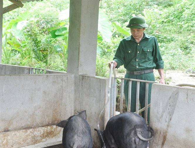 Mô hình nuôi lợn đen của ông Bồng