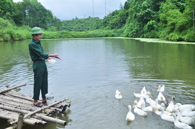 Tận dụng mặt ao nuôi cá, ông Bồng nuôi thêm vịt, ngan, ngỗng