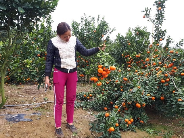 Vườn cao gia đình chị Minh Hải, xã Xuân Hòa, huyện Như Xuân đưa lại nguồn thu nhập kinh tế cao