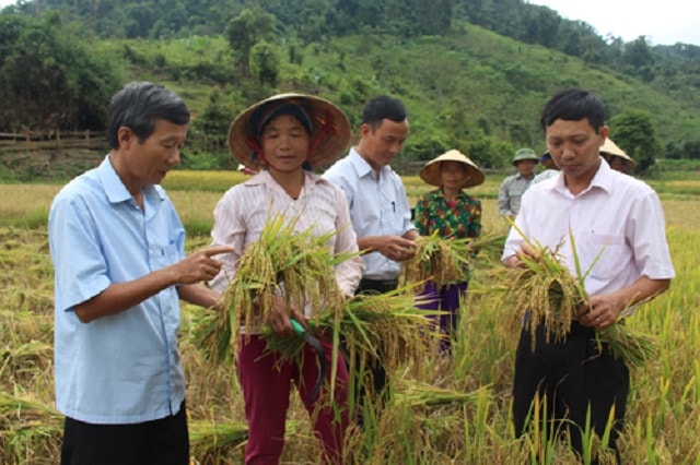 cánh đồng lúa