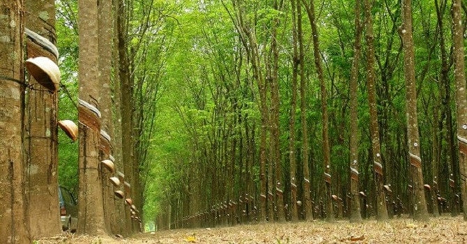 Lợi nhuận quý 3 của PHR giảm nhẹ so với cùng kỳ 2017