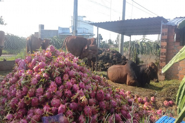 Thanh long rớt giá, nông dân phải bổ cho bò ăn