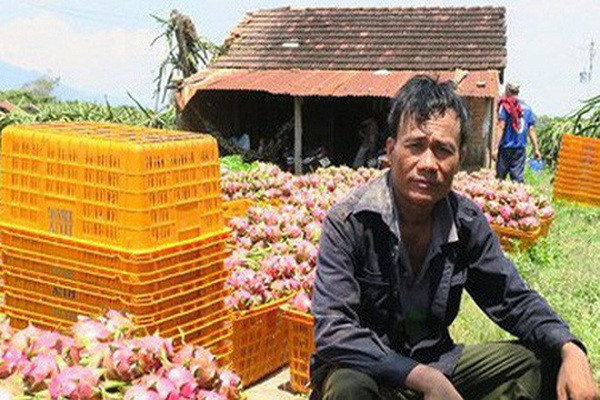 Nông dân trồng thanh long buồn bã vì không có người mua