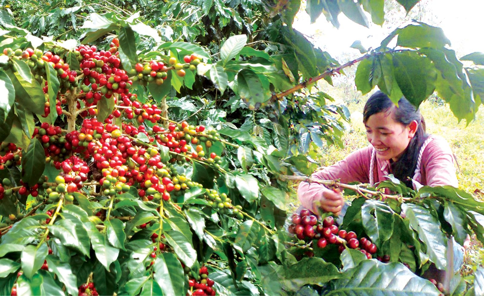 Việt Nam hiện là nước xuất khẩu cà phê Robusta lớn nhất thế giới