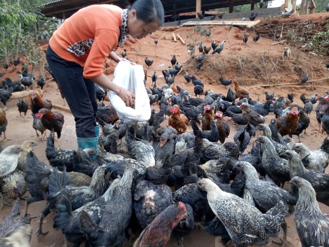 Gà đen là đặc sản địa phương nên được rất nhiều người tiêu dùng ưa chuộng, hiện có giá bán trên thị trường 150.000 đồng/kg.