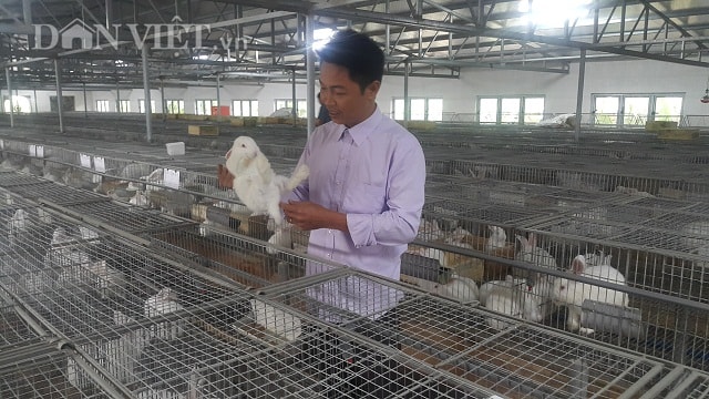 Anh Phạm Văn Triều ở xã Hải Minh một thành viên trong HTX dịch vụ chăn nuôi Sơn Nam có nguồn thu nhập ổn định lên đến 30 triệu đồng/ tháng nhờ chăn nuôi thỏ.