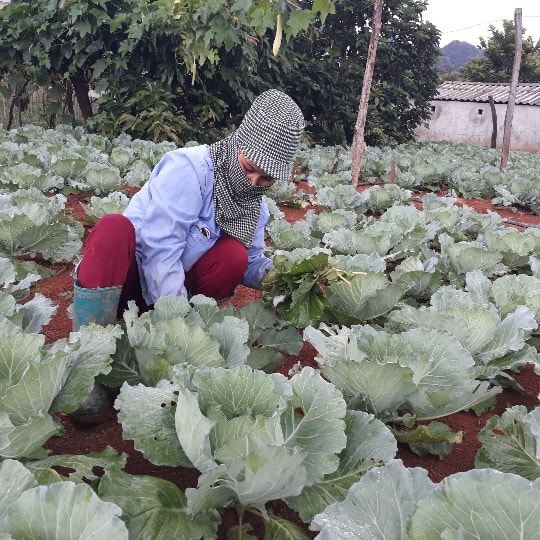 Sau khi hoạch bắp cải, bà May đưa cây khoai tây vào trồng