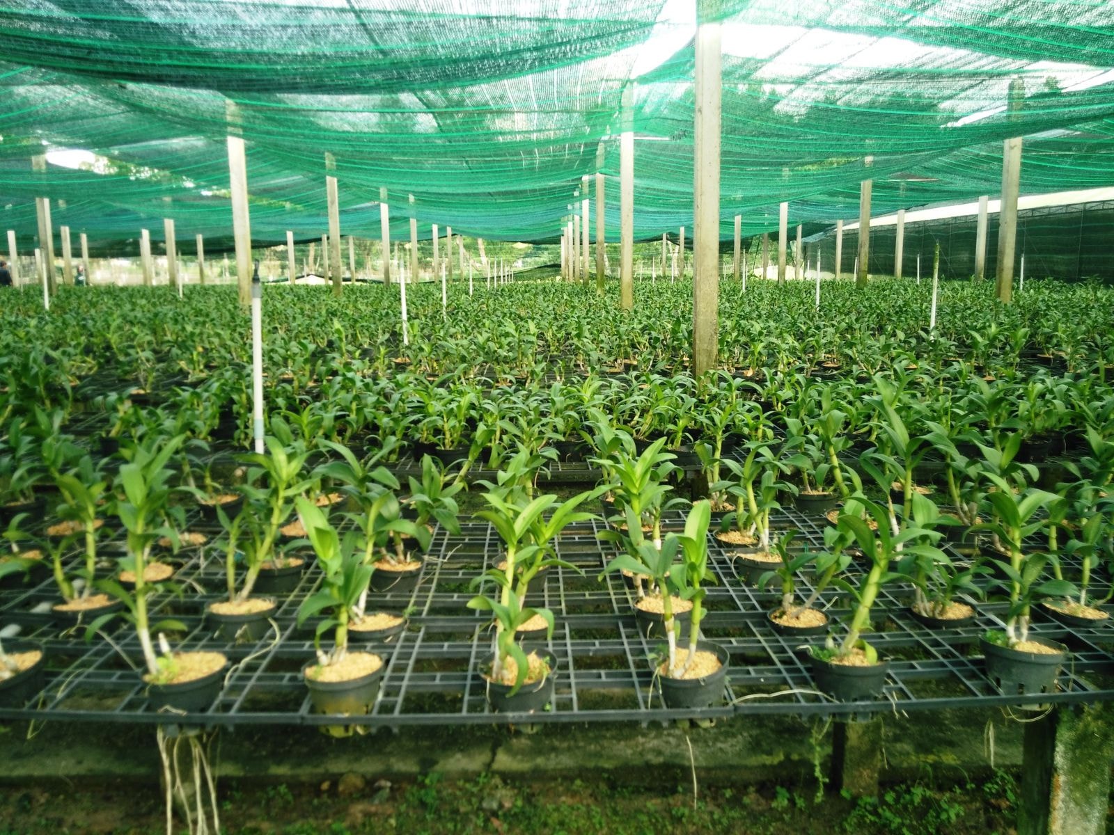 Đất cho nông nghiệp công nghệ cao vẫn manh mún