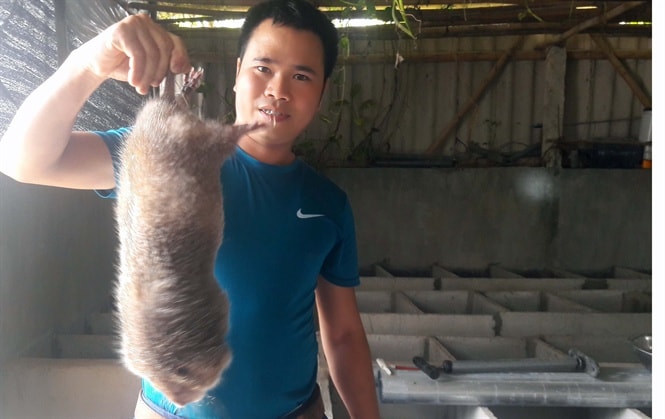 Thu tiền tỉ từ mô hình nuôi dúi