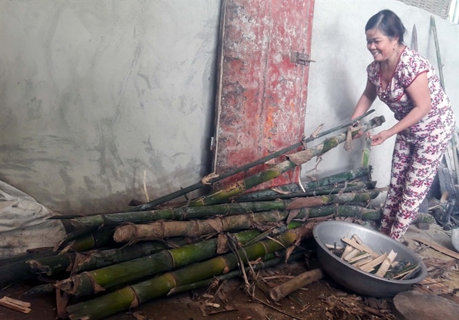 Thức ăn chủ yếu của dúi là tre