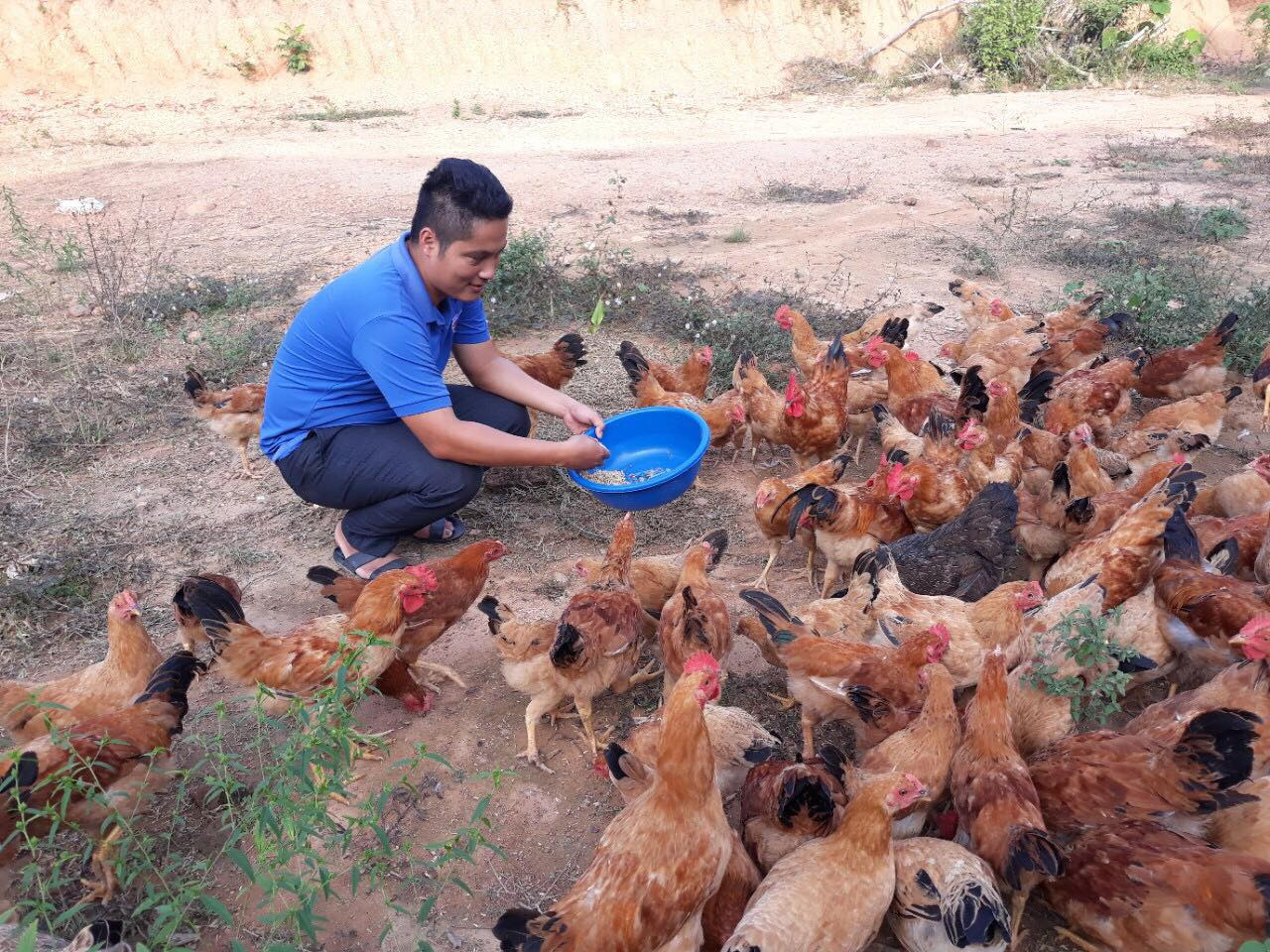 Sản phẩm gà thả đồi của Tuấn được nhiều nhà hàng trên địa bàn tỉnh Nghệ An ưa chuộng. Ảnh: Cảnh Thắng