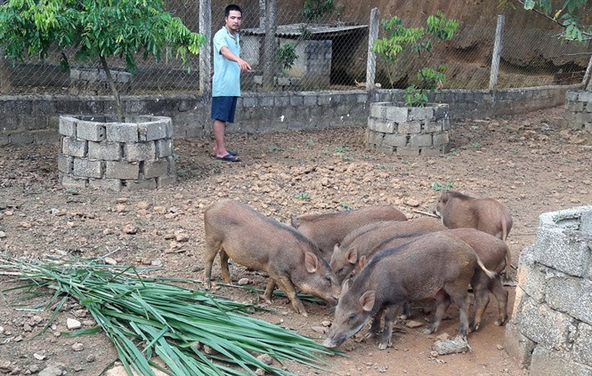 Làm trang trại có liên kết đầu ra ổn định là bí quyết thắng lợi của ông Tuấn Anh