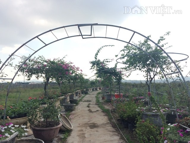 Con đường hoa giấy và hoa mười giờ