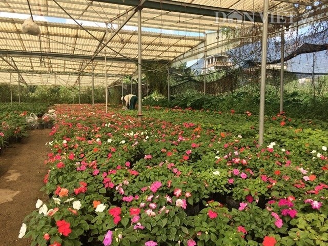 Nhà lưới cùng hệ thống tưới nước đang chuẩn bị được dỡ bỏ để làm thành một cây cầu hoa