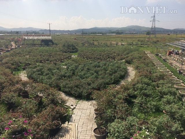 Đứng từ trên cầu hoa nhìn xuống thấy hình trái tim được xếp bởi những gốc hồng nụ