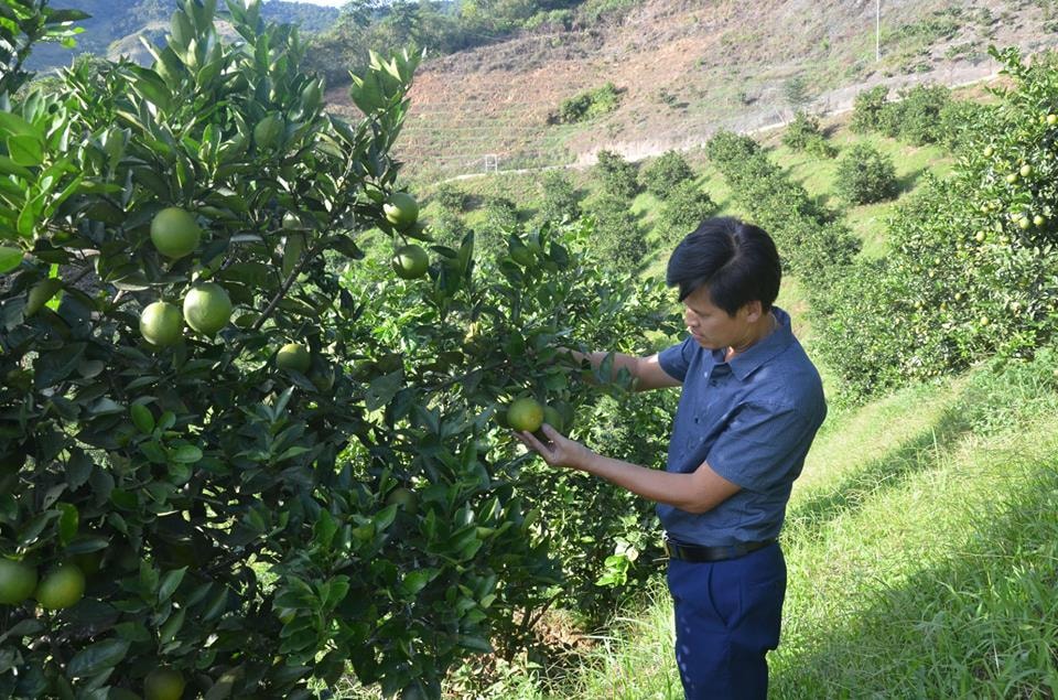 Anh Vinh đã thành công với cây cam Vinh khi trồng thay thế cây cà phê kém hiệu quả. Với 2 ha trồng, ngay năm đầu đã cho thu nhập 600 triệu/năm, lãi hơn nhiều so với trồng cà phê